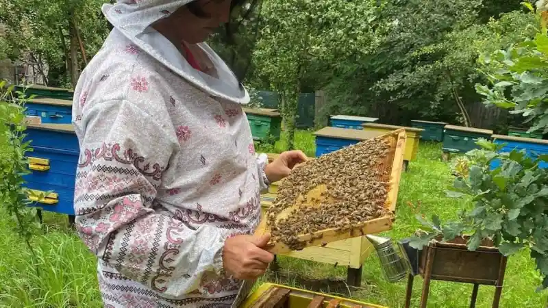У Вінниці пасічники отримають матеріальну допомогу: хто та на яких умовах